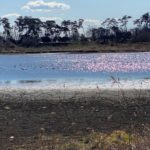 実りの沼「多々良沼」の湖面に光る白鳥の群れ