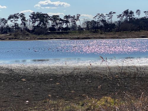 実りの沼「多々良沼」の湖面に光る白鳥の群れ